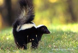 Skunk