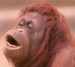 Orangutan-opice